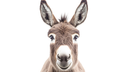 Fototapeta premium Close up face of a funny donkey, isolated on transparent background cutout.