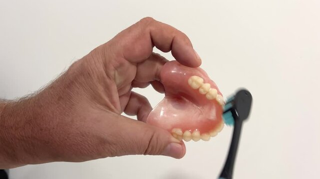Cleaning a set of dentures with a toothbrush on white background