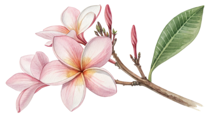 Soft watercolor botanical flower with delicate pink plumeria