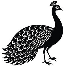 Fototapeta premium peacock vector illustration