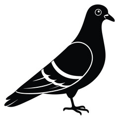 Fototapeta premium vector illustration of a pigeon
