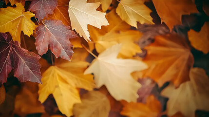 Obraz premium Close-up of Autumnal Leaves in Various Colors of Yellow Brown and Orange Covering the Surface