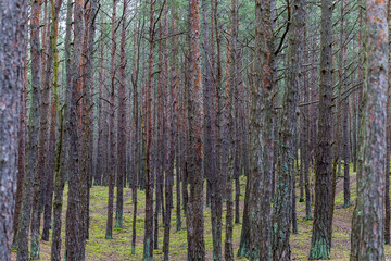Obraz premium Close-up of pine tree trunks in a dense pine forest. Photo taken on a cloudy day, uniform and soft light