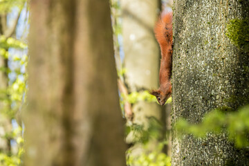 sciurus, vulgaris, red, squirrel, rodent, tree, descending from tree, down, beech, forest, nature,...