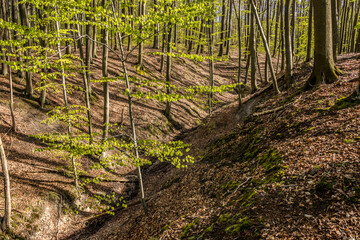ravine, canyon, forest, terrain, terrain, gorge, elevation, beech, trees, toung, spring, foliage,...