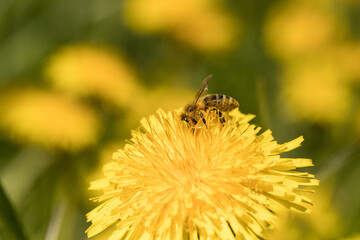 bee, flower, yellow, apis, mellifera, honeybee, worker, collecting pollen, nectar