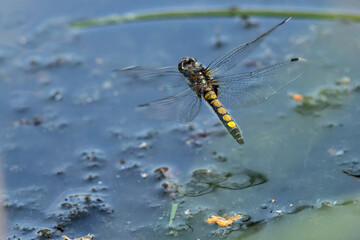 leucorrhinia pectoralis, darter, white, face, large, dragonfly, female, laying eggs, wings, water surface, abdomen