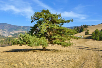 Early spring landscape in Pieniny mountains, Poland