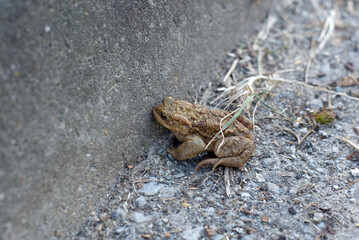 Common toad close to concrete wall