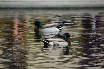 ducks in the lake