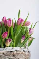 Fresh pink and purple tulip bouquet in a rustic wicker basket with white background and copy space for text  
