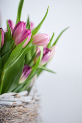 Fresh pink and purple tulip bouquet in a rustic wicker basket with white background and copy space for text  
