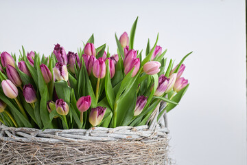 Fresh pink and purple tulip bouquet in a rustic wicker basket with white background and copy space for text  
