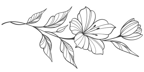 Line art floral botanical on transparent background vector. floral, flowers, leaves, foliage, branches in hand drawn. Floral element design © sense