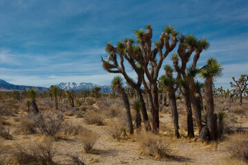 Joshua Trees, native and unique, in scenic desert region landscape of Cajon Pass along California Route 138