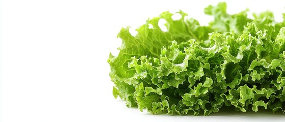 Obraz premium Fresh Green Lettuce Leaves Isolated on White Background