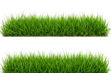 Green Grass on a Transparent Background