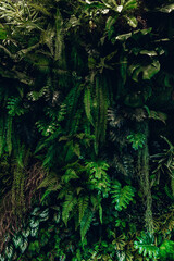 Herb wall, plant wall, natural green wallpaper and background. nature wall. Nature background of green forest