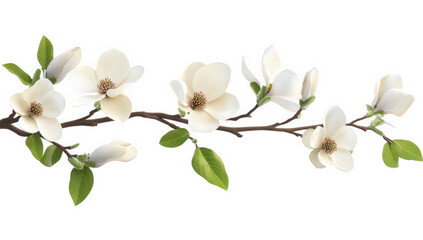 Obraz premium branch featuring white magnolia flowers and green leaves showcasing the beauty of nature and springtime