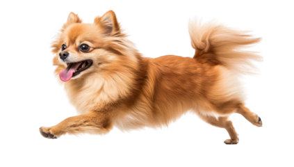 a playful dog in mid-run showcasing its vibrant fur and joyful expression. essence of energy and happiness in pets