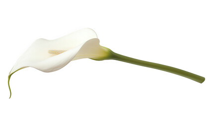 white calla lily lies gracefully on a soft white background showcasing its elegant shape and smooth texture symbolizing beauty and purity