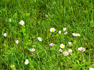 Daisy flowers of different colors decoration of city parks © Nataliia