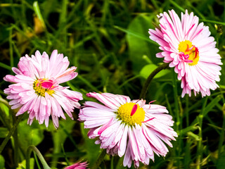 Common daisy plants Bellis perennis with white, pink and yellow flowers © Nataliia