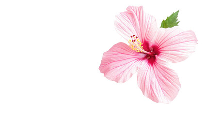 pink hibiscus flower with prominent veins and a vibrant center set against a clean white background emphasizing its natural beauty and elegance