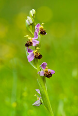 bee orchid (Ophrys apifera), blooming, Orchidea Rio Zunchini, Bancali, Sassari, Sardinia, Italy.
