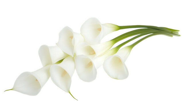 arrangement of white calla lilies showcasing their elegant shape and soft texture against a clean background ideal for floral design or decorative purposes