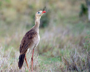 close-up of a Red-legged Seriema (Cariama cristata) walking in the middle of the caatinga, in Bahia, state of Brazil