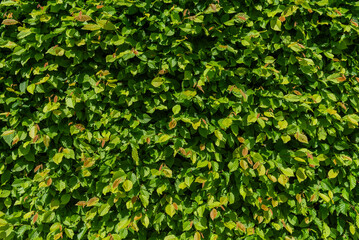 close-up of a beech hedge in sunlight with lush foliage.