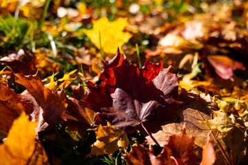 Sunlit autumn leaves on a tree branch against a blue sky with scattered clouds. Fall season and nature background concept
