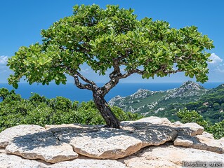 Lone Tree for Coastal Clifftop, Mediterranean.