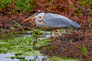 Great blue heron standing in marsh