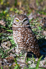 Burrowing owl, 4