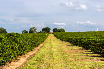 Obraz premium Coffee beans on coffee tree on the plantation in brazilian farm in Brazil