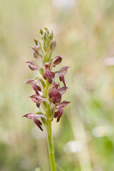 The flowers of the Bug Orchid Orchis coriophora sub fragrans aka Anacamptis. San Leonardo, Macomer...