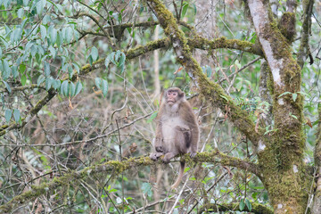 brown monkey in the forest
