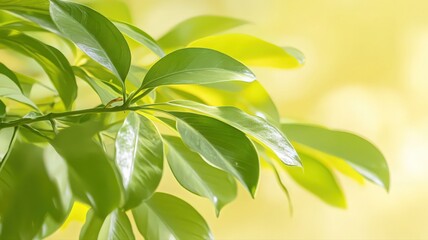 Obraz premium Closeup of Vibrant Green Leaves with Water Droplets in Soft Sunlight