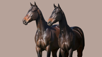 Fototapeta premium Double the Elegance Two Dark Bay Horses Stand Side-by-Side their Sleek Coats and Refined Features Evoking a Sense of Grace and Power Against a Neutral Backdrop Highlighting their Natural Beauty
