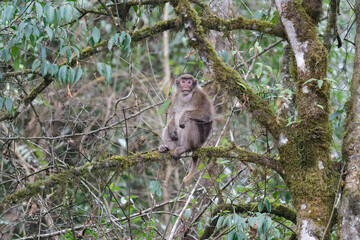 A threatening monkey on a tree
