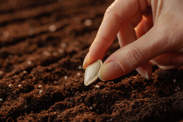 Close up of hand planting pumpkin seed in fertile soil symbolizing growth, agriculture,...