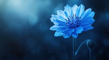 Obraz premium Blue flower in twilight garden