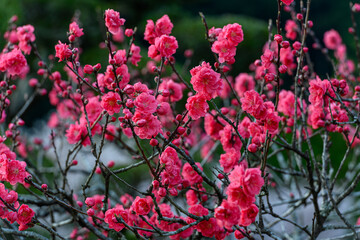 満開の赤い梅の花