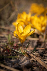 żółty krokus wiosenny