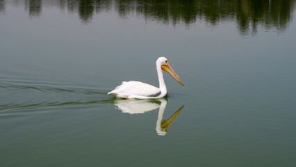 Pelican in the lake 