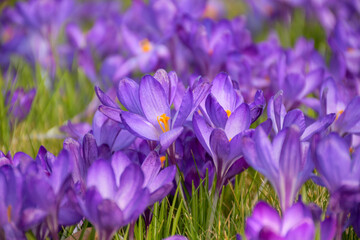 Purple crocus flowers in spring