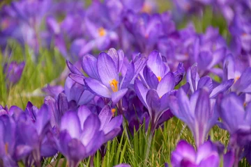 Fotobehang Krokus Purple crocus flowers in spring  © Malgorzata
