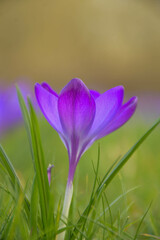 Fototapeta premium Purple crocus flowers in spring